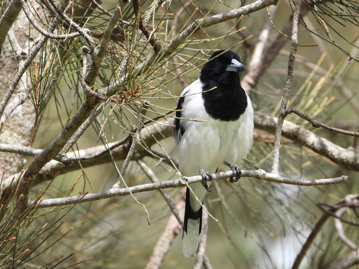 ノドグロモズガラス - ML644682711