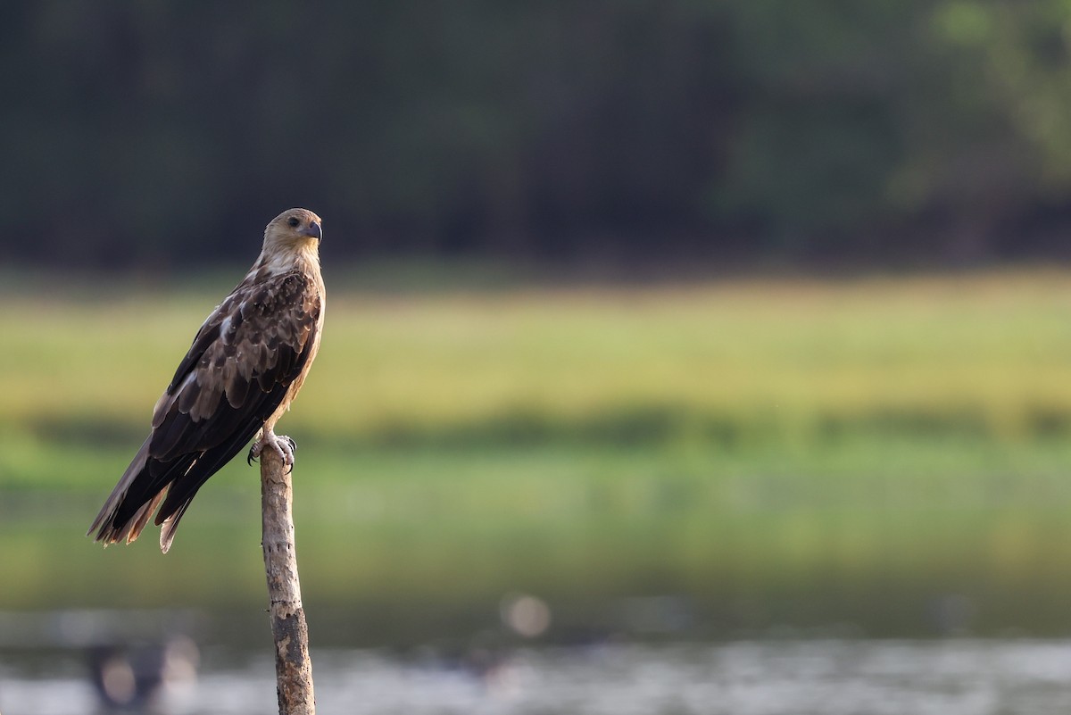 Milan siffleur - ML644682714