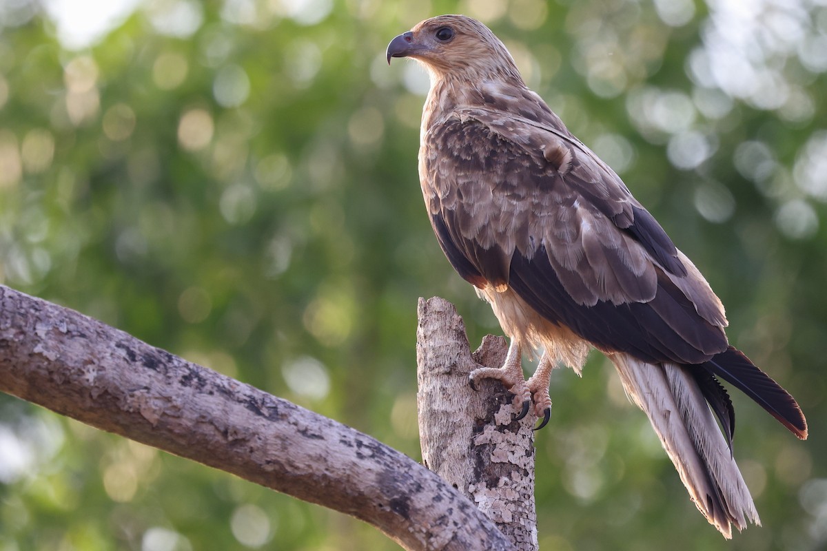 Milan siffleur - ML644682715