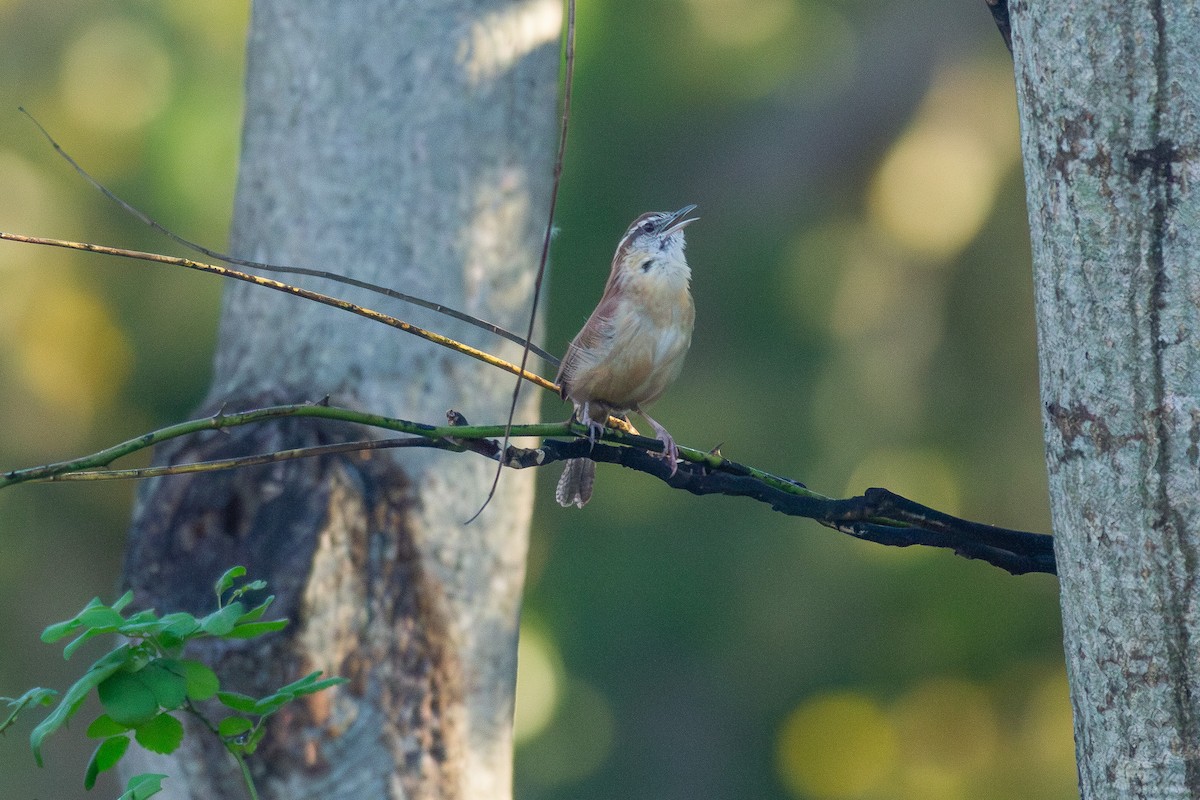 Carolina Wren - ML644682717