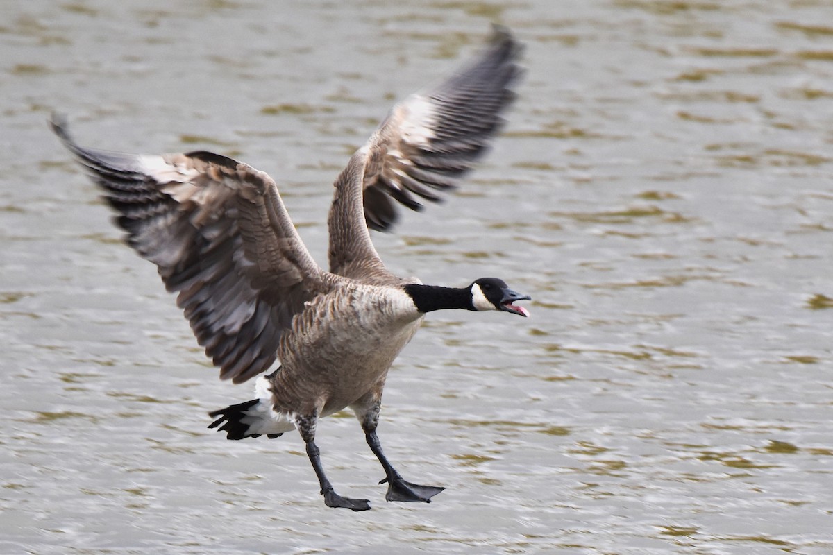 Канад галуу - ML644682718