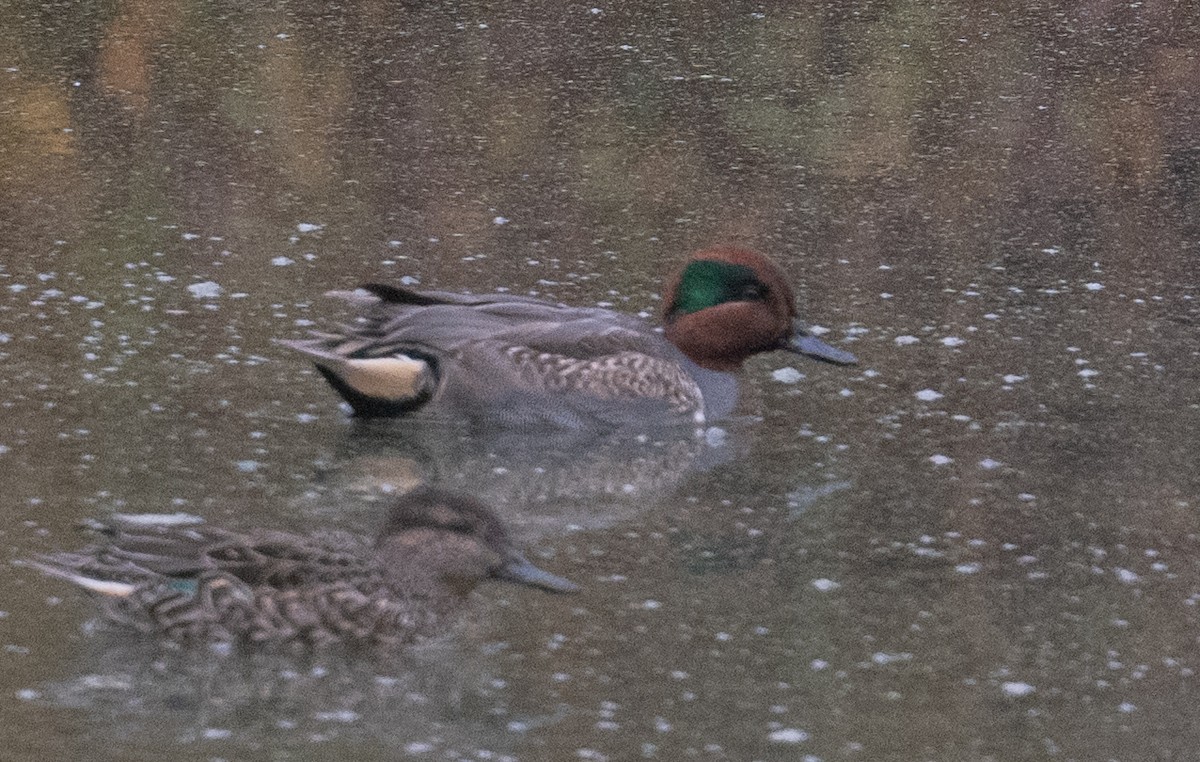 コガモ（亜種 アメリカコガモ） - ML644682721