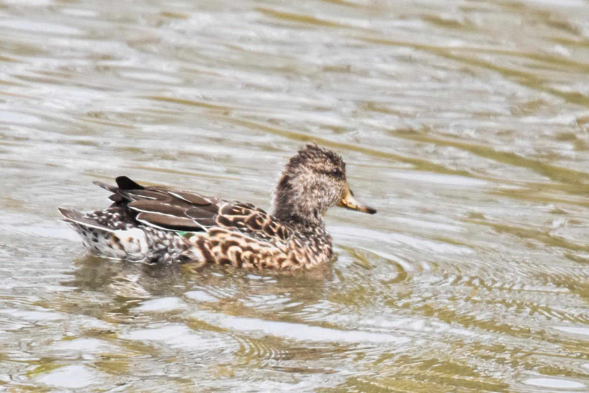 コガモ - ML644682724