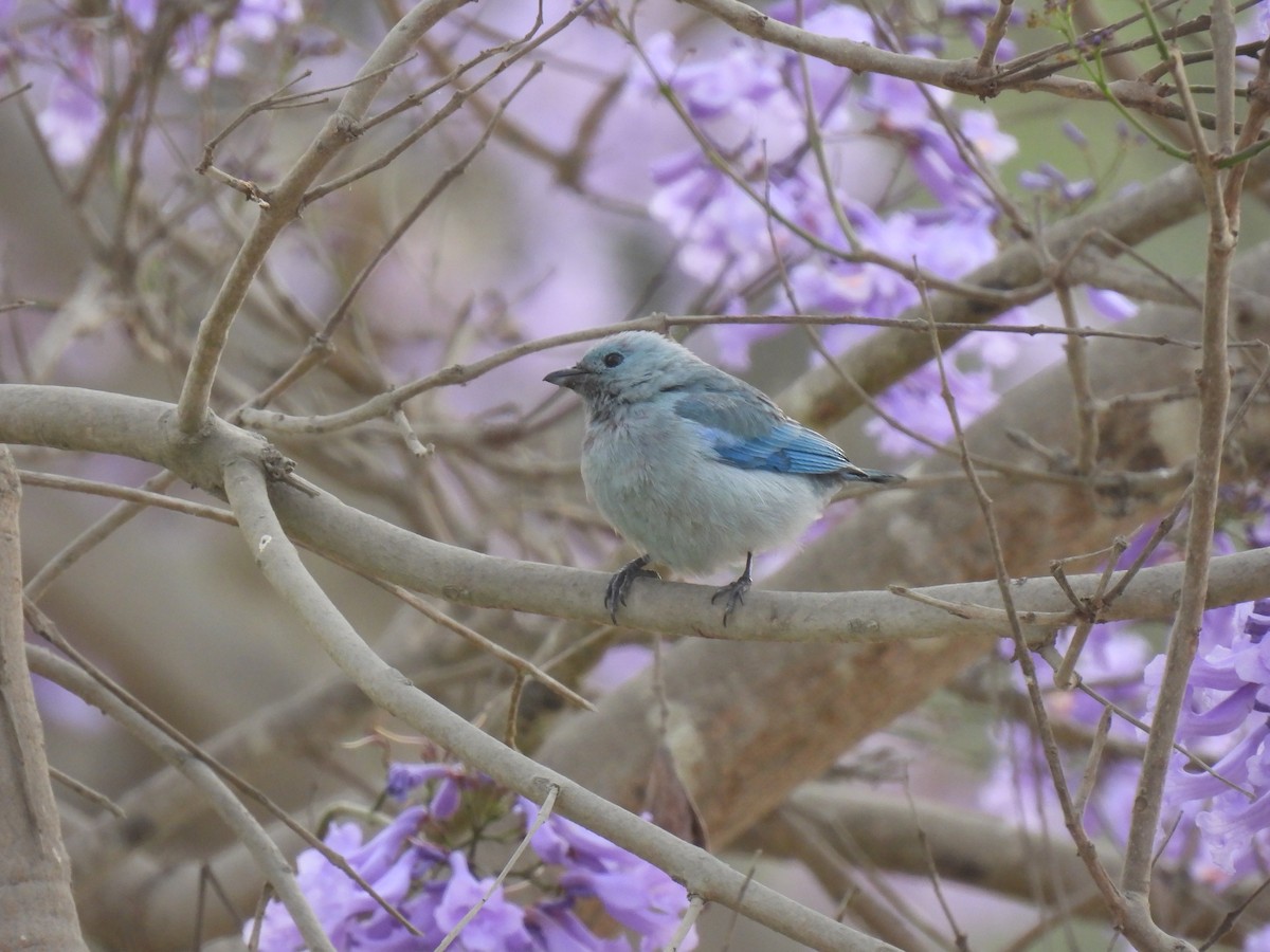 Blue-gray Tanager - ML644682725