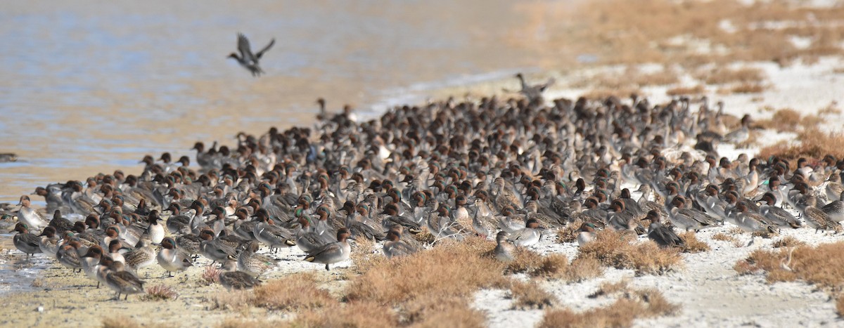 コガモ（亜種 アメリカコガモ） - ML644682726