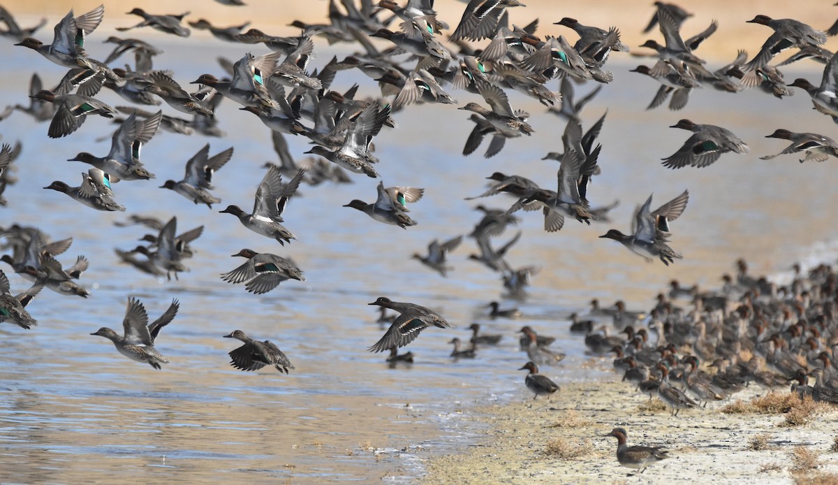 コガモ（亜種 アメリカコガモ） - ML644682727