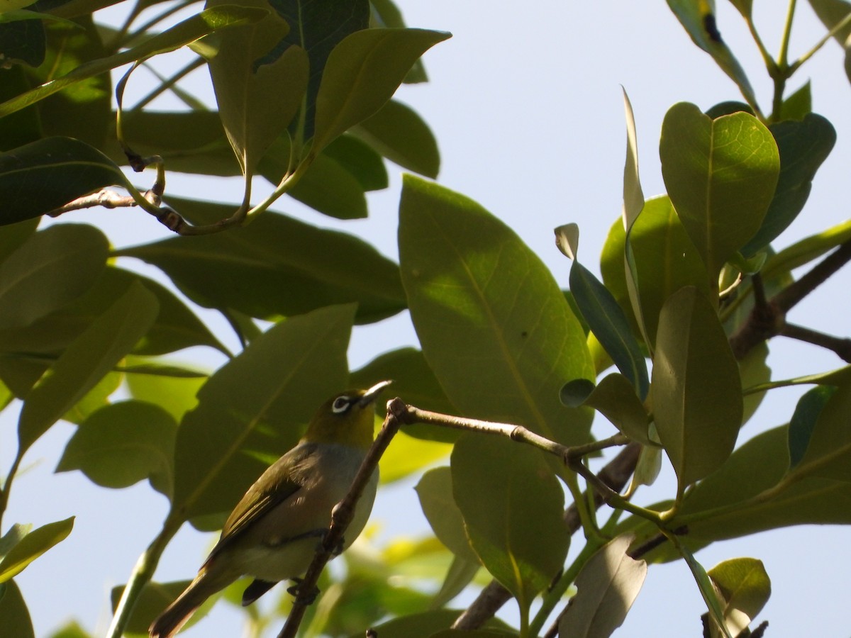 ハイムネメジロ - ML644682728