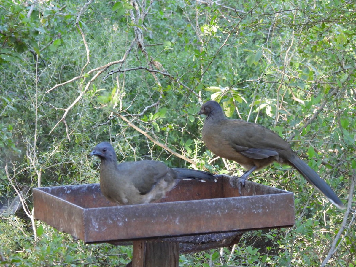 Plain Chachalaca - ML644682737