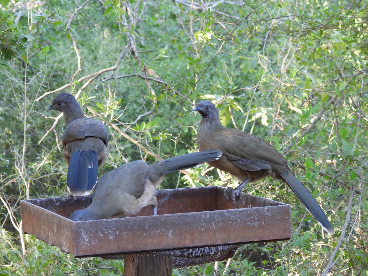 Plain Chachalaca - ML644682738
