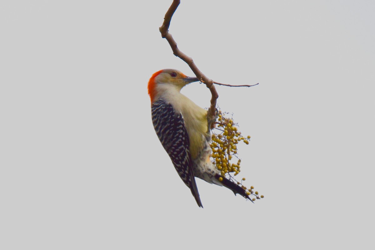 Red-bellied Woodpecker - ML644682739