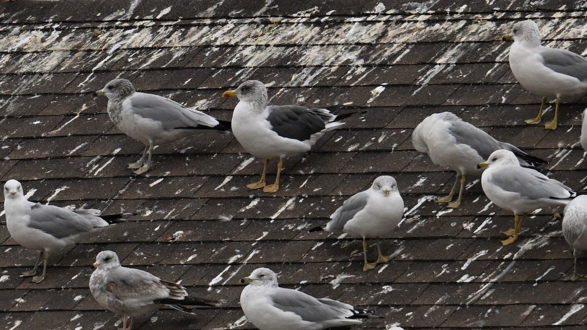Gaviota Sombría - ML644682748