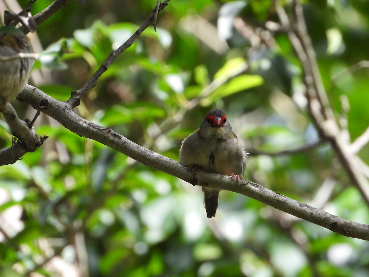 Red-browed Firetail - ML644682749