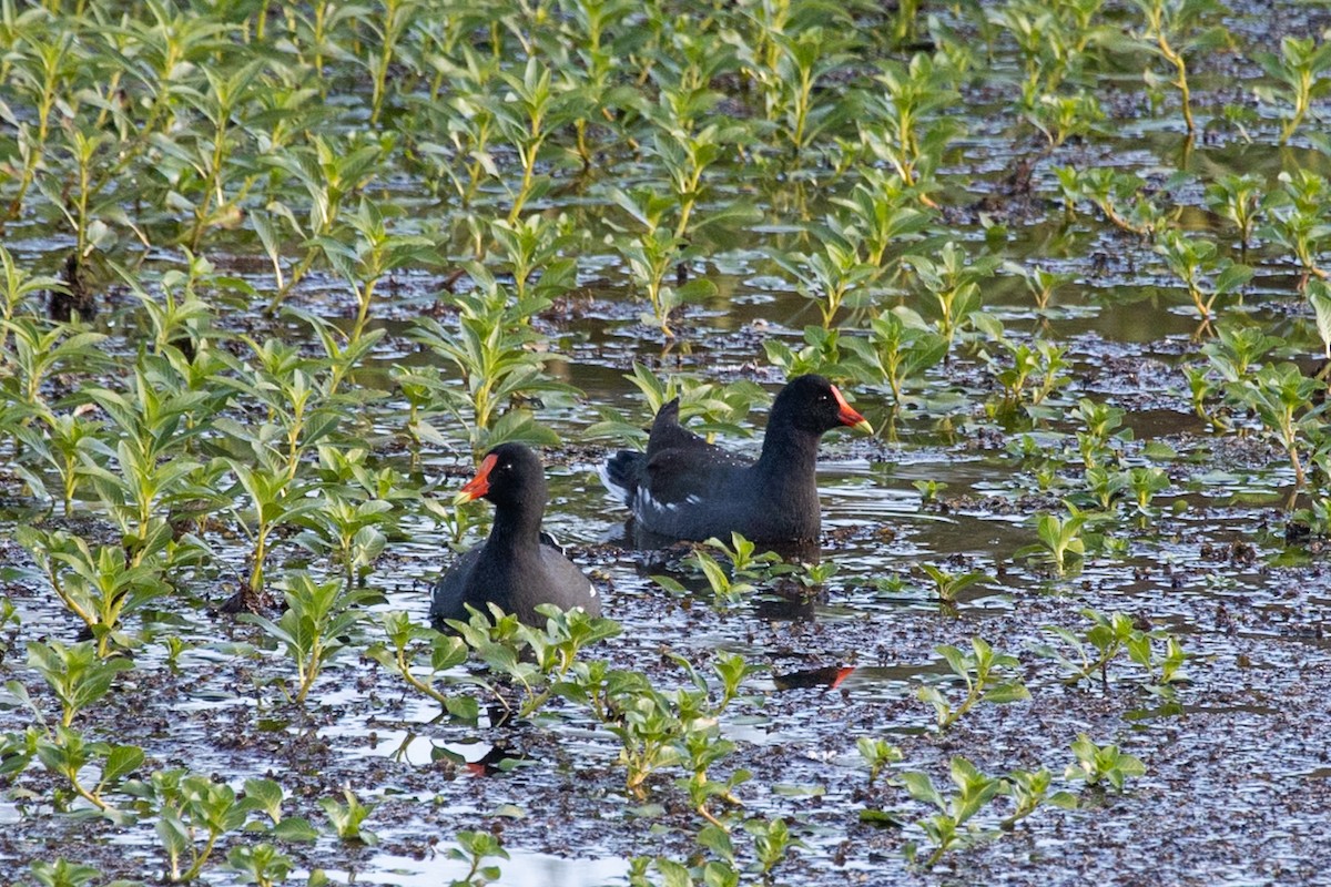 Курочка латиноамериканська - ML644682750