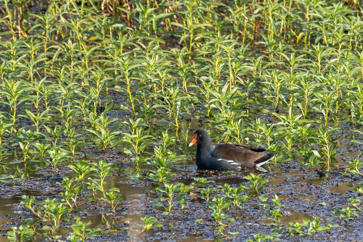 Курочка латиноамериканська - ML644682751