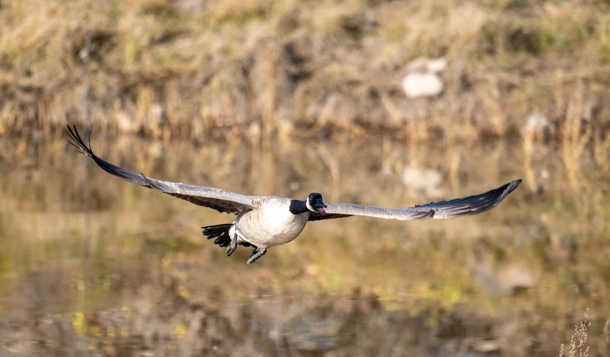 Канад галуу - ML644682754