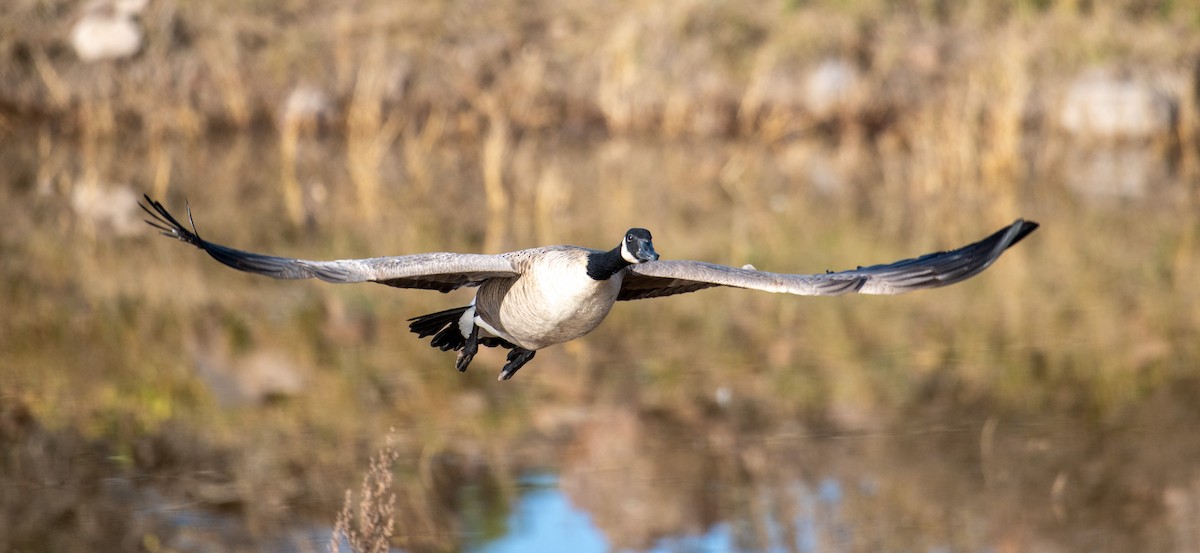 Канад галуу - ML644682755