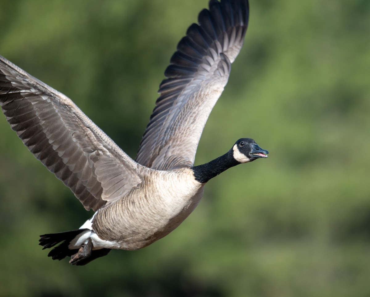 Канад галуу - ML644682757