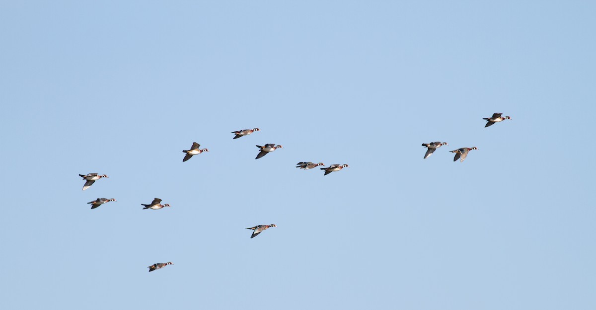 Wood Duck - ML644682766
