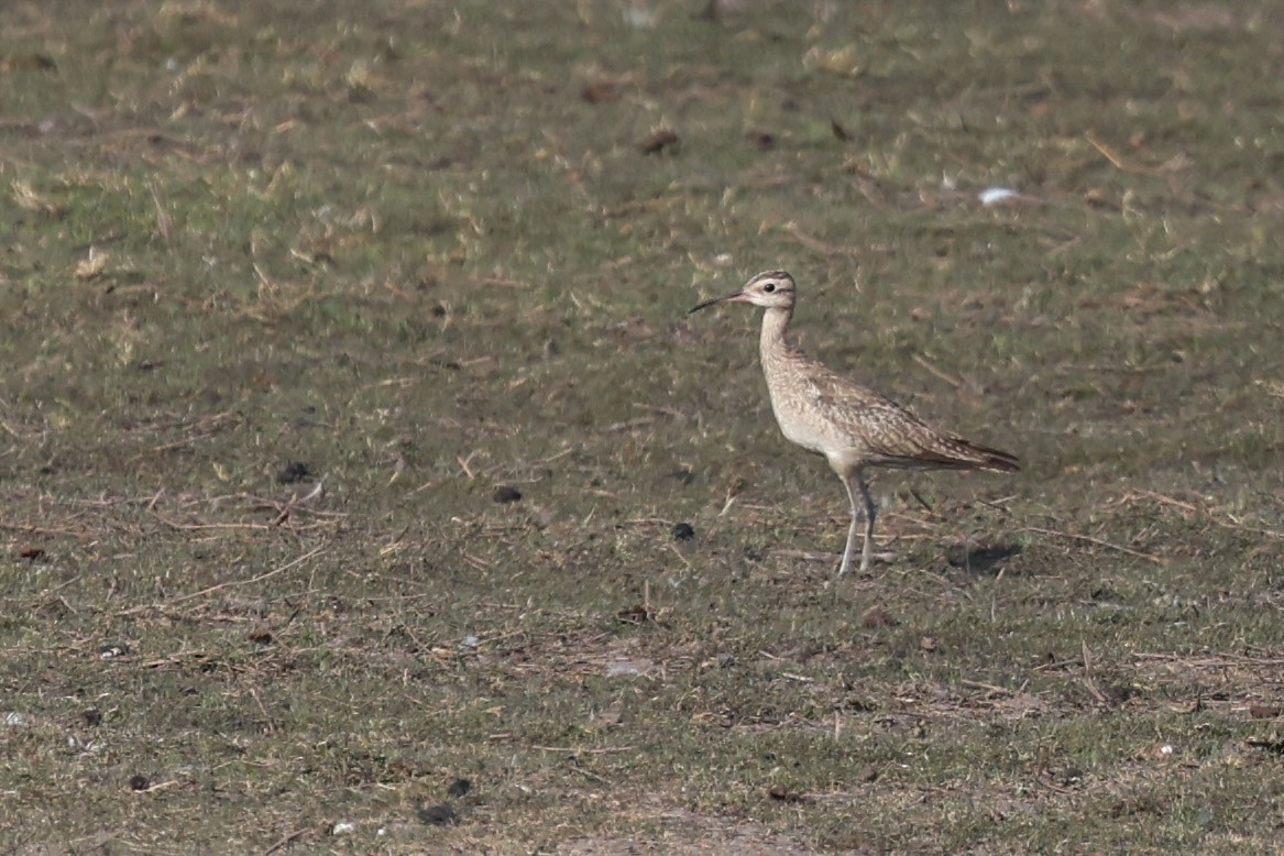 Courlis nain - ML644682769