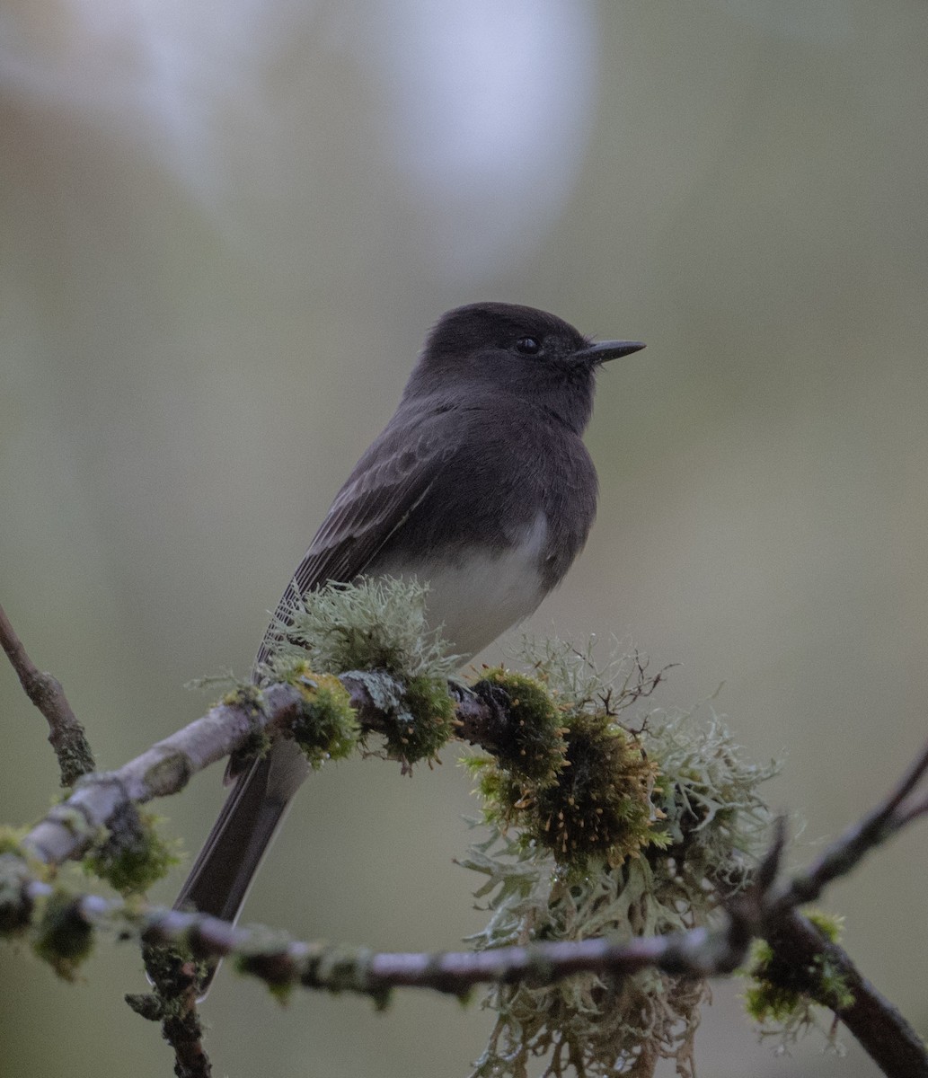 Mosquero Negro - ML644682771