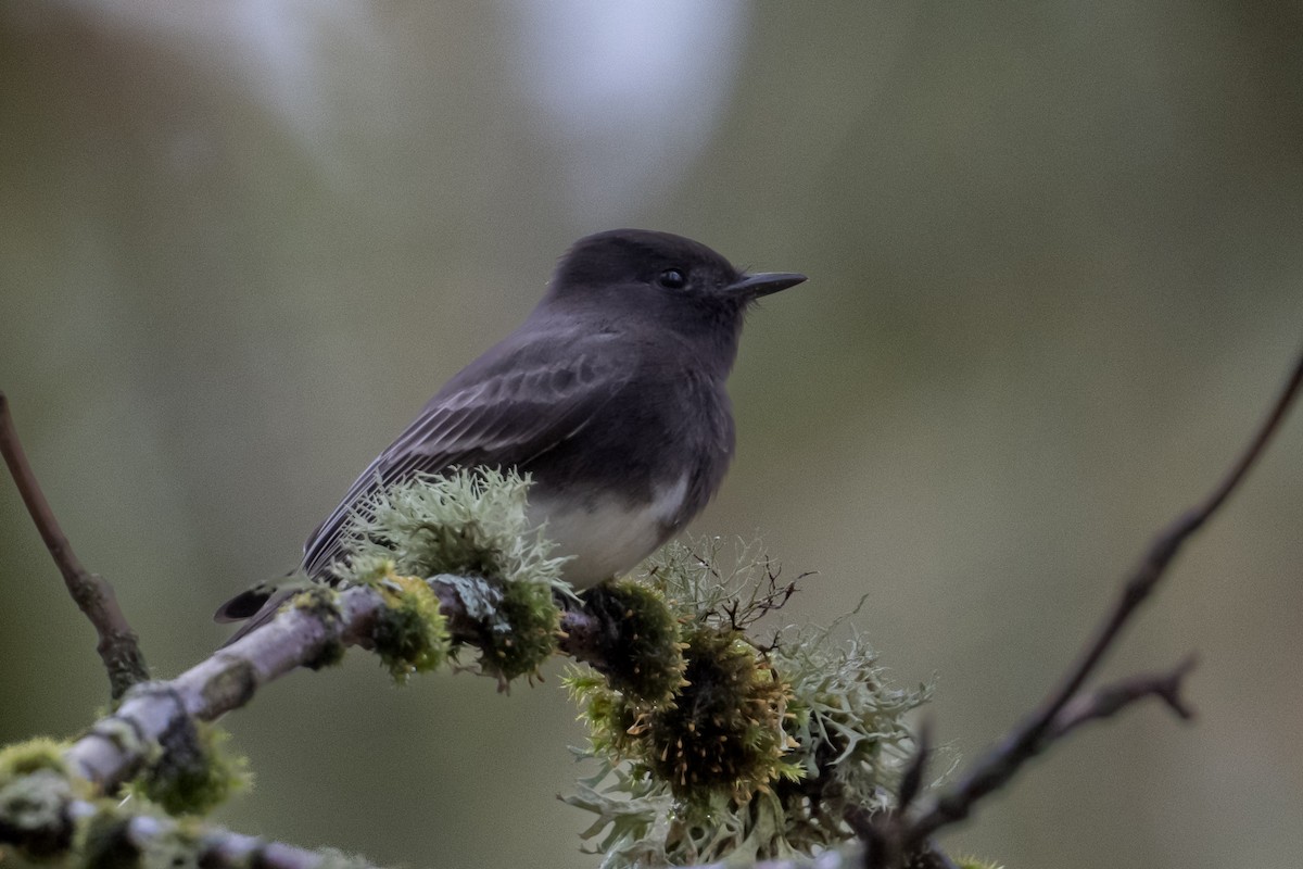 Mosquero Negro - ML644682772