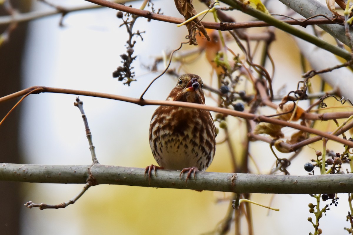 strnadec kaštanový - ML644682773