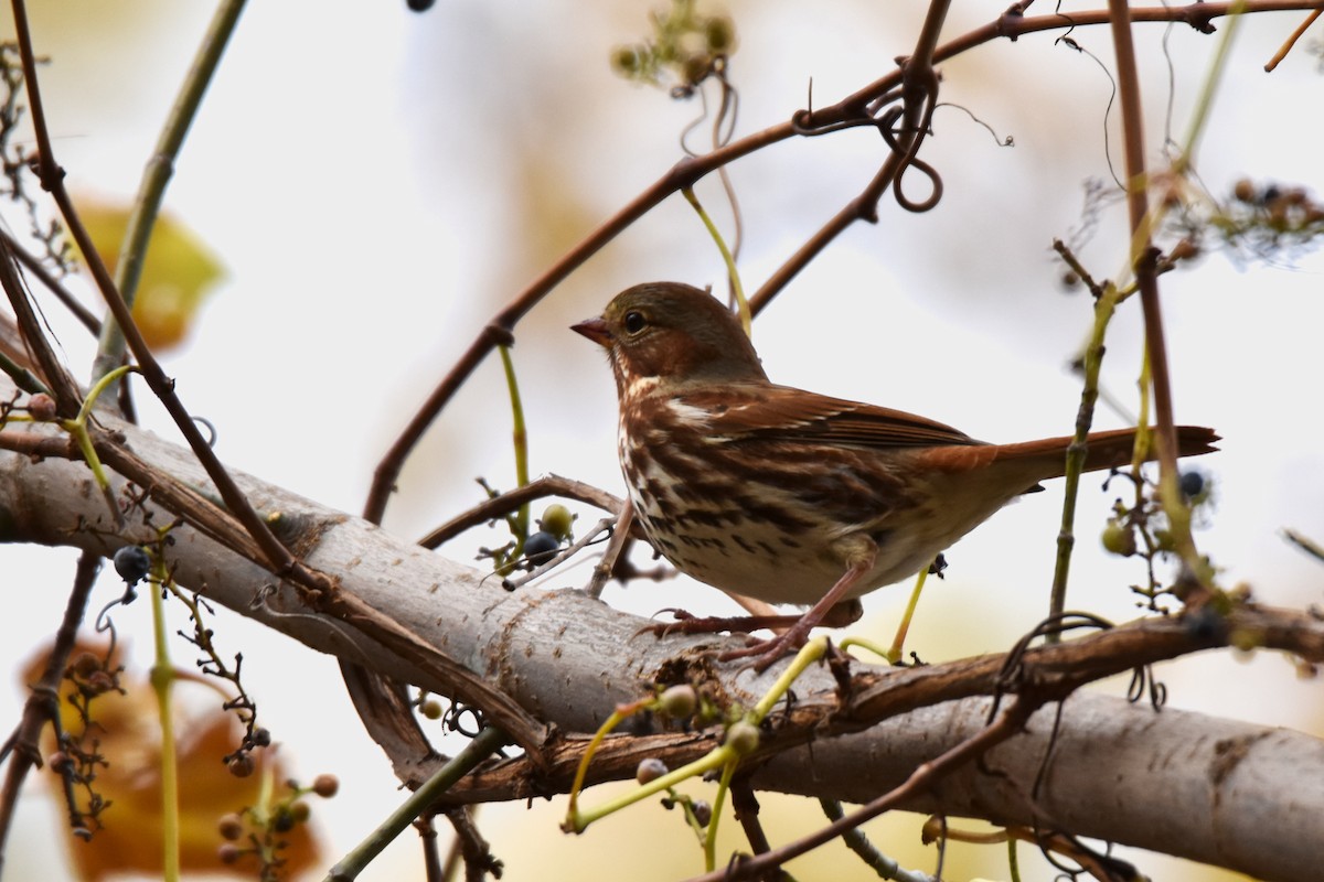 strnadec kaštanový - ML644682774