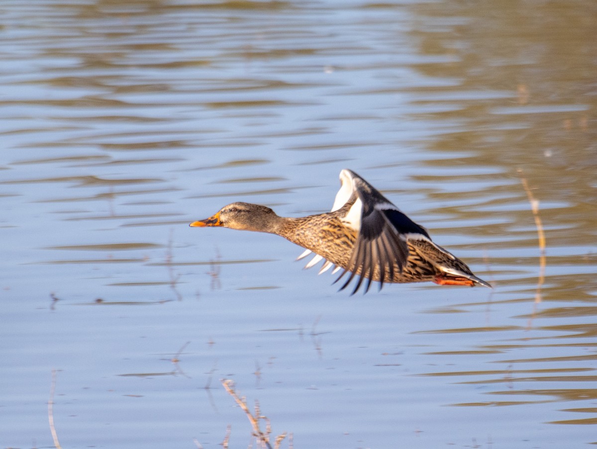 stokkand - ML644682782