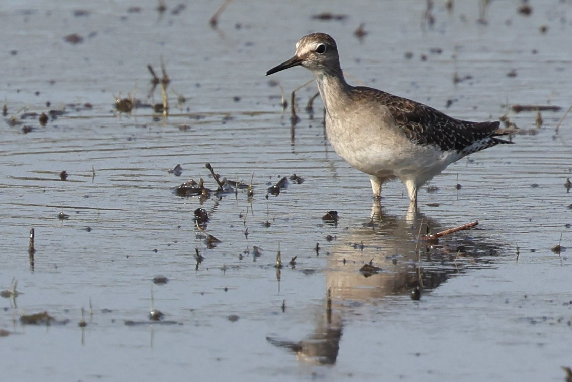 Chevalier sylvain - ML644682789