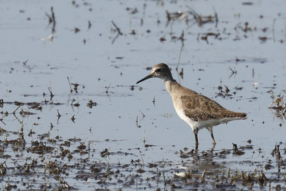 Chevalier sylvain - ML644682790