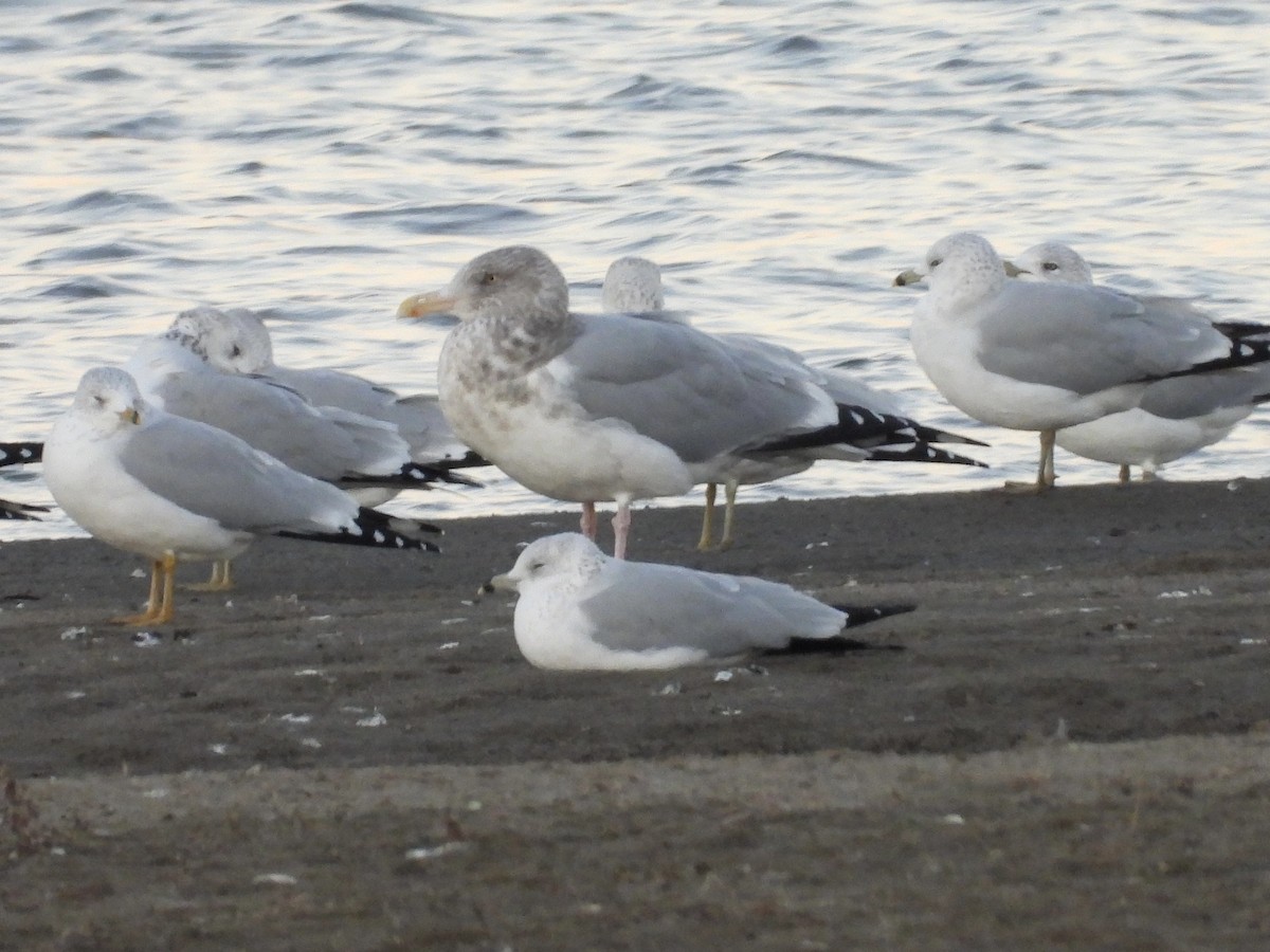 American Herring Gull - ML644682792
