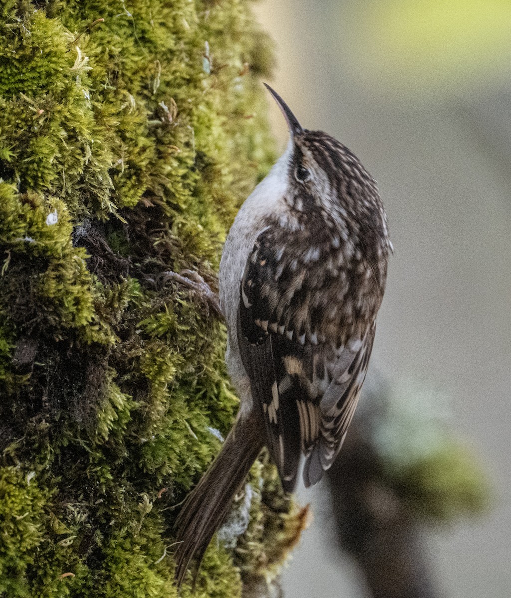 Amerikabaumläufer - ML644682794