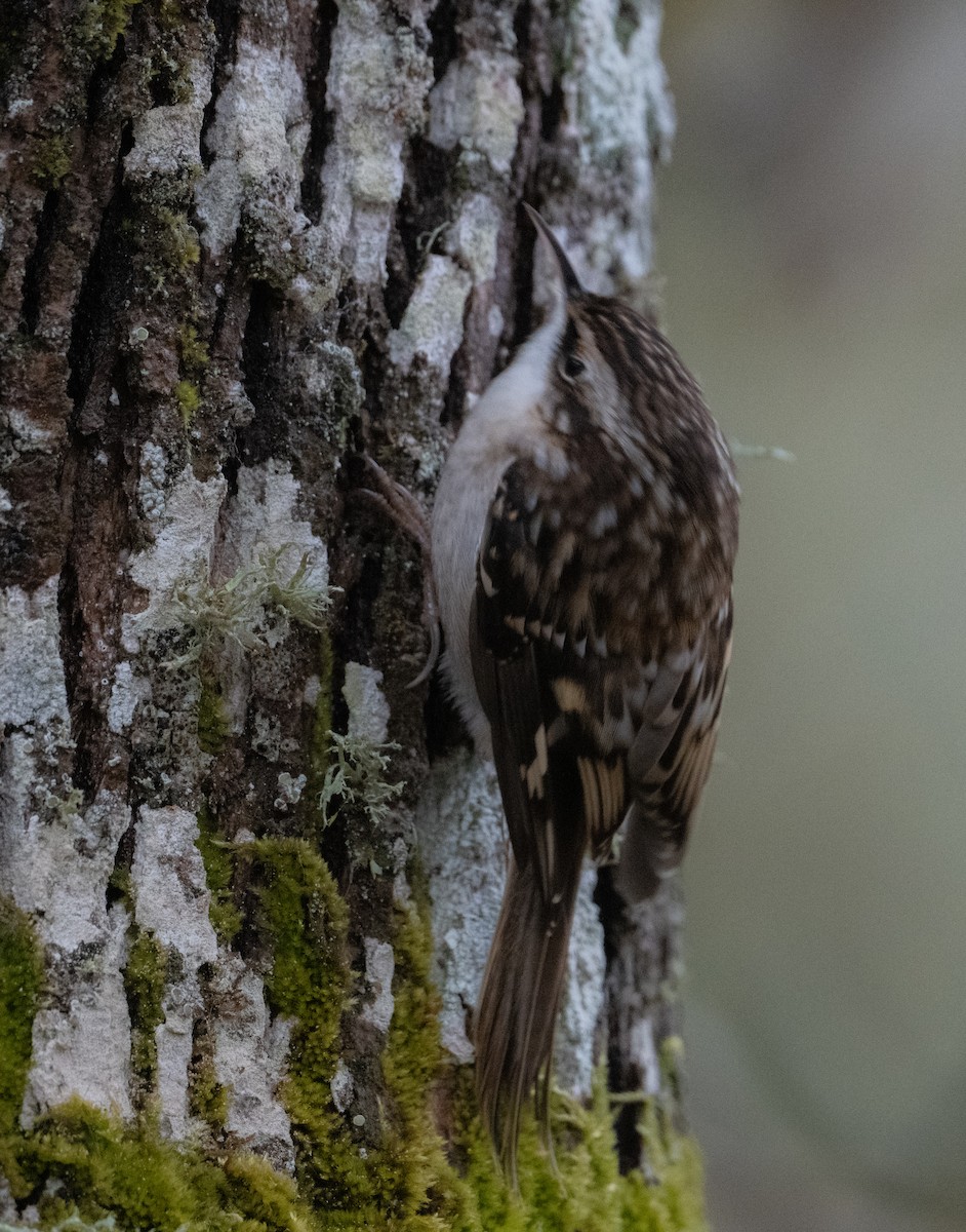 Gerri-txori amerikarra - ML644682796