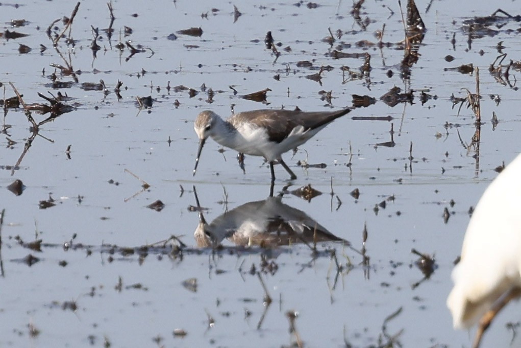 Chevalier stagnatile - ML644682798