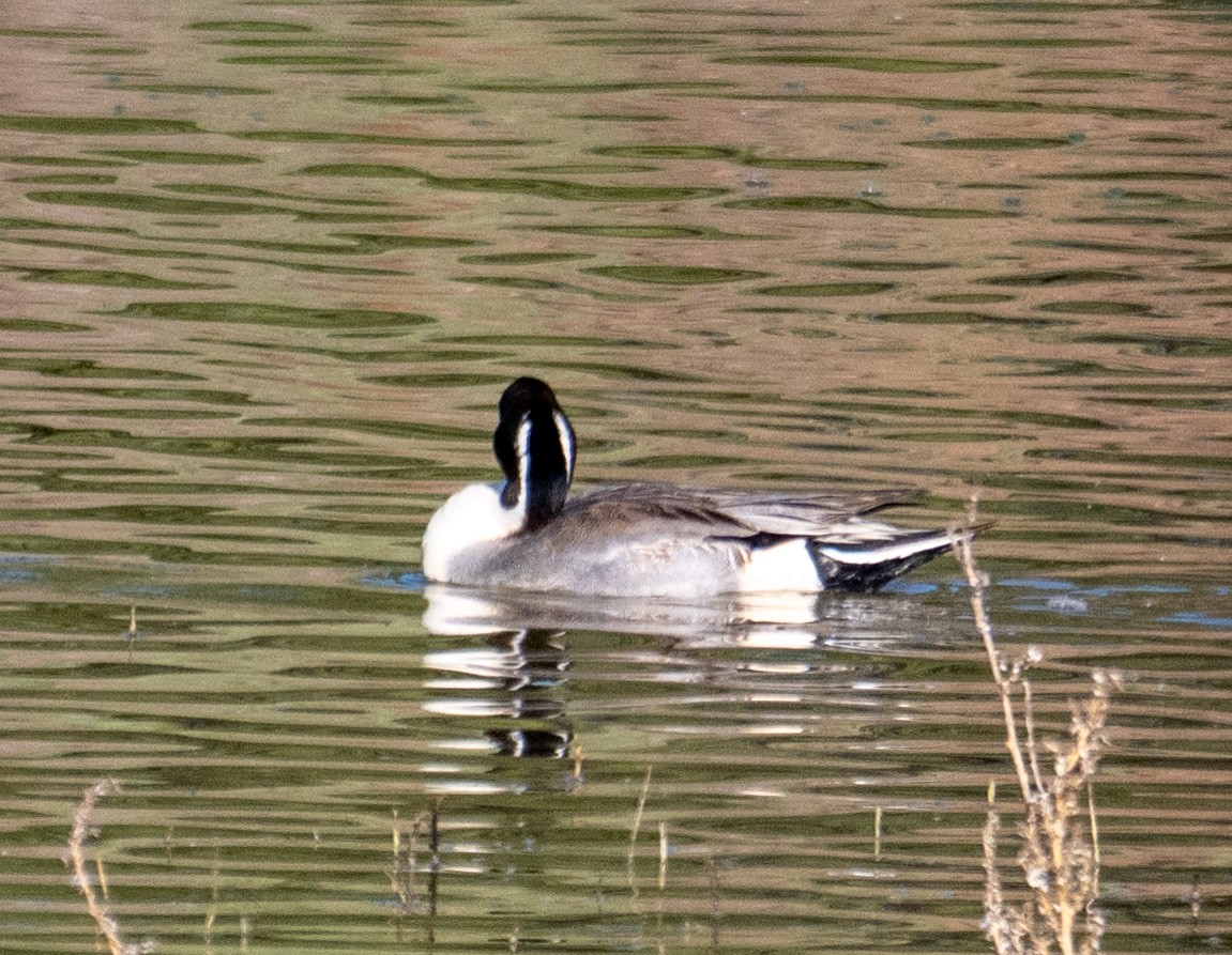 Ahate buztanluzea - ML644682799