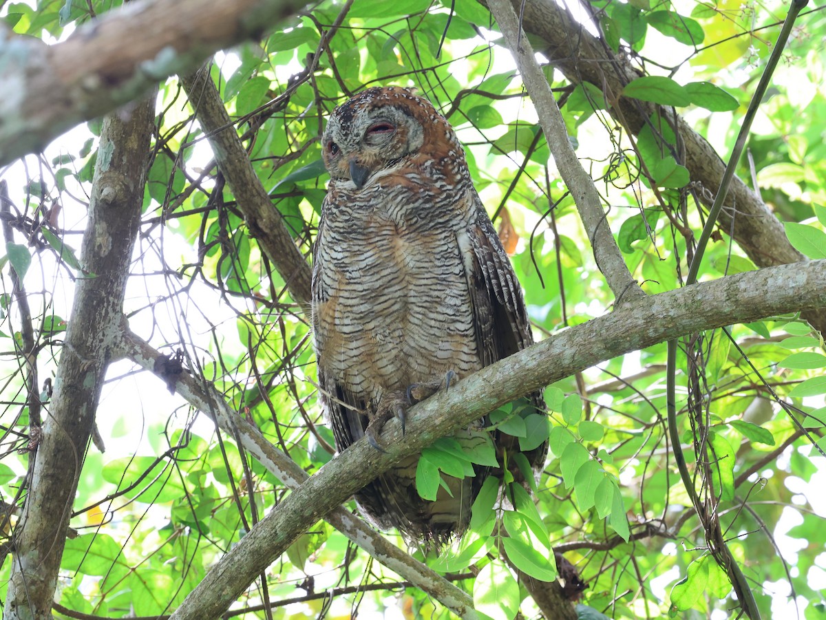 Mottled Wood-Owl - ML644682801