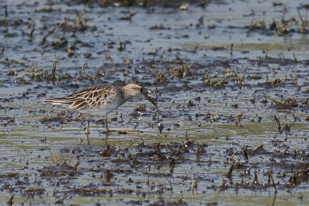 Txirri buztanzorrotza - ML644682802