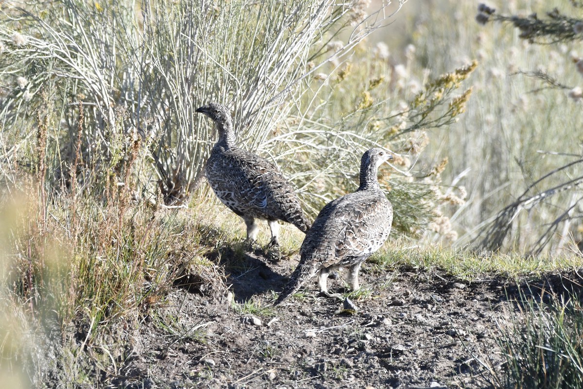Greater Sage-Grouse - ML644682803