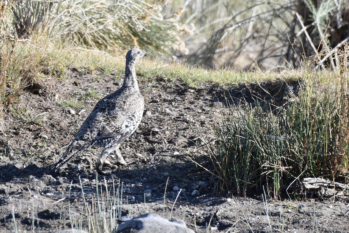 Greater Sage-Grouse - ML644682804