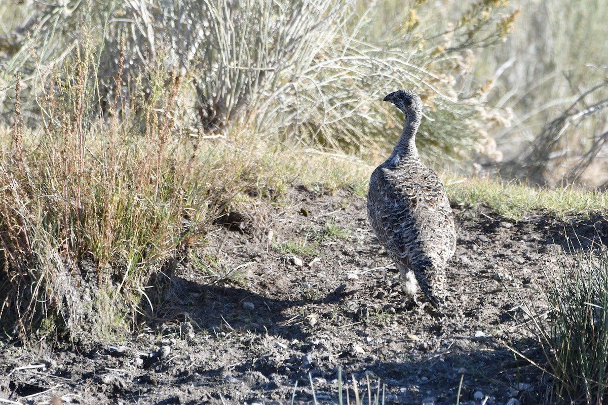 Greater Sage-Grouse - ML644682805