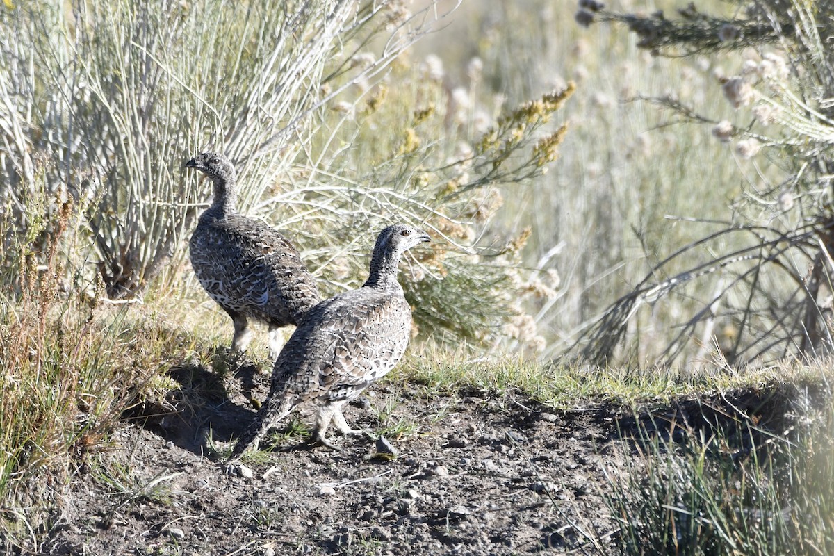 Greater Sage-Grouse - ML644682806