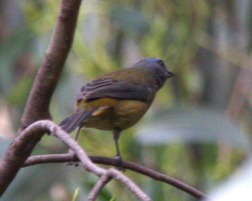 Blue-and-yellow Tanager - ML644682808