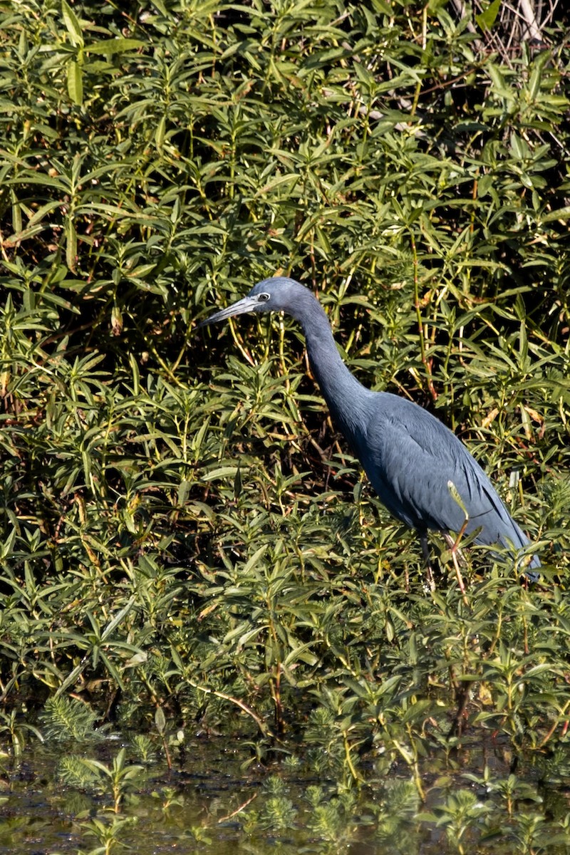 Koartzatxo urdina - ML644682810