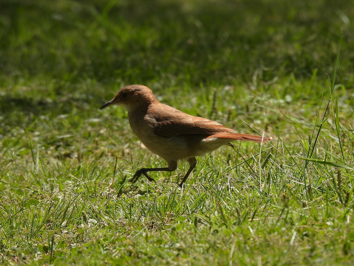 Rufous Hornero - ML644682812