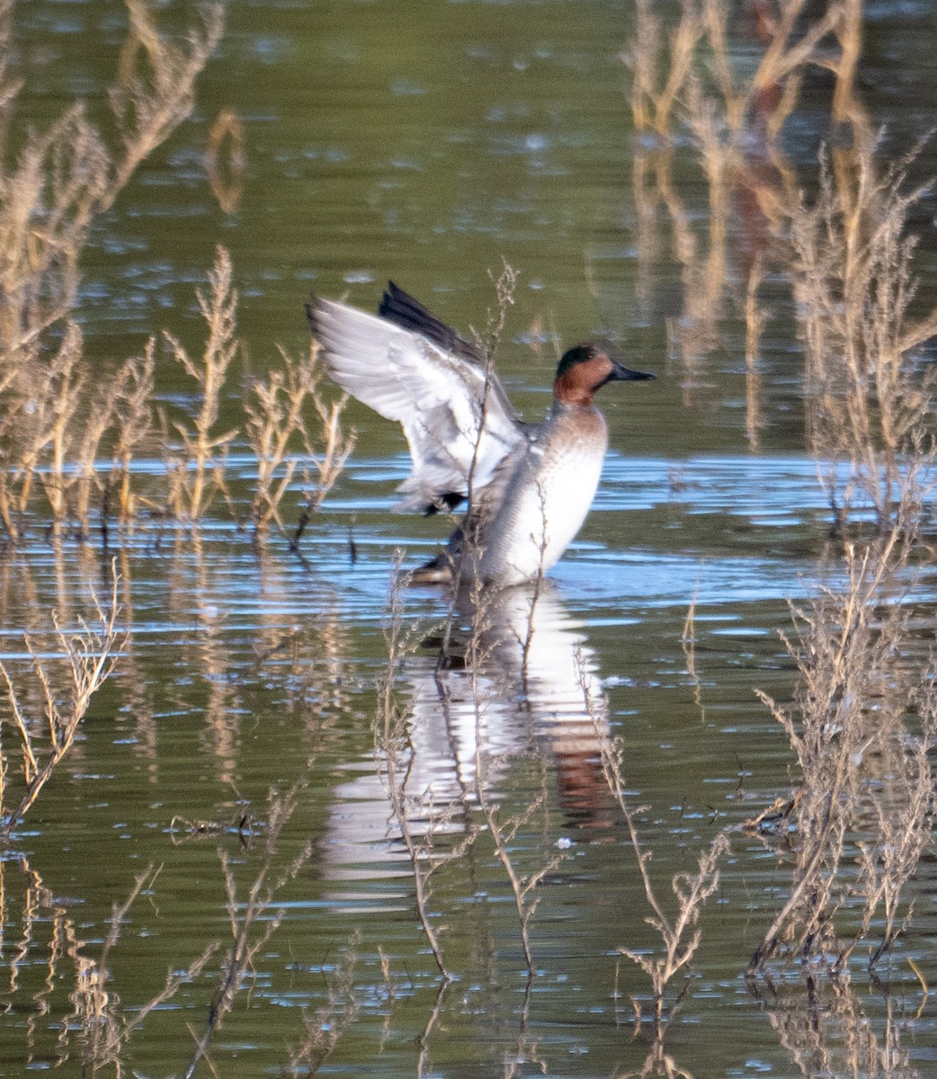 Zertzeta arrunta - ML644682813