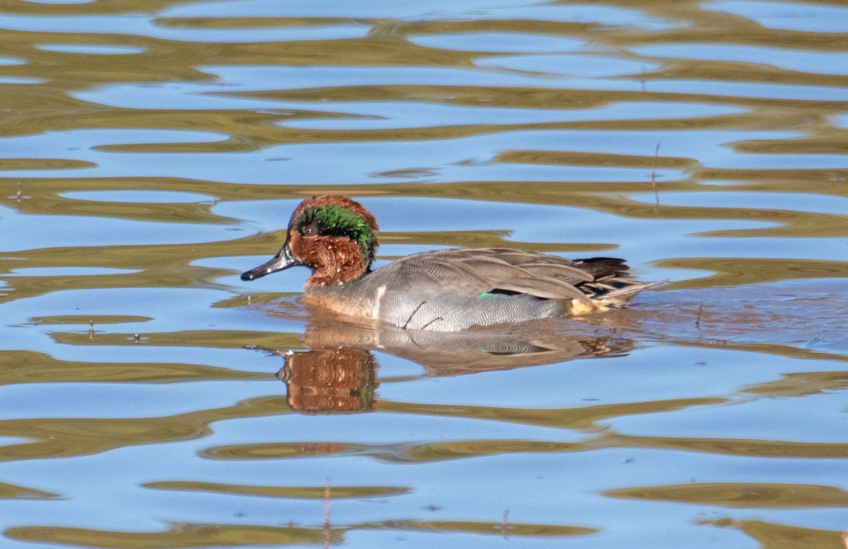 Zertzeta arrunta - ML644682814