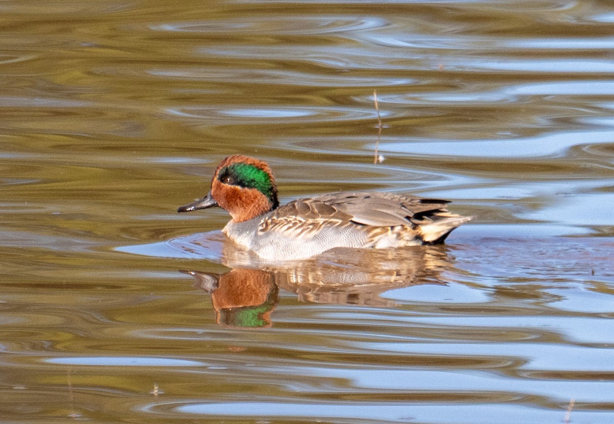 Zertzeta arrunta - ML644682815