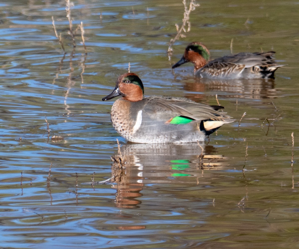 Zertzeta arrunta - ML644682816