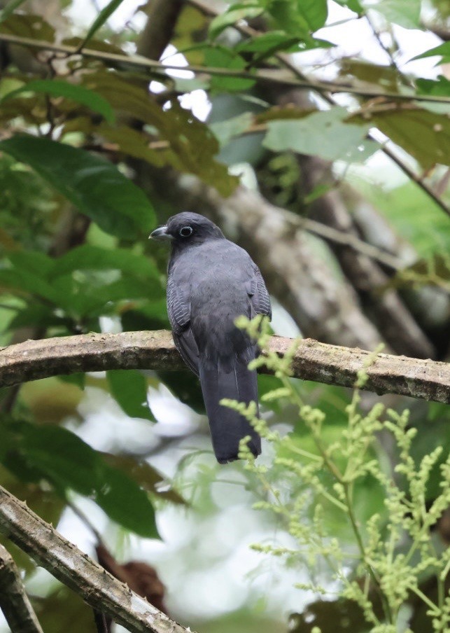 White-tailed Trogon - ML644682817