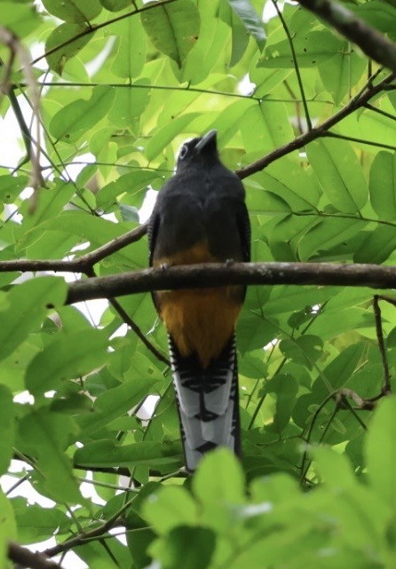 White-tailed Trogon - ML644682818